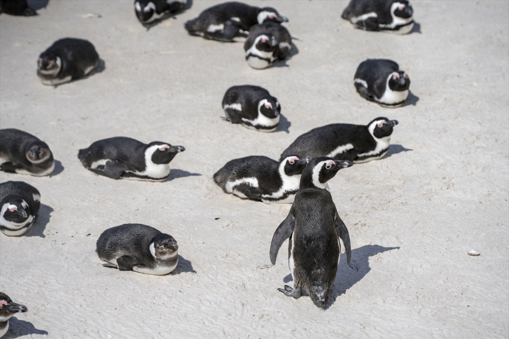 Nesli tükenme tehlikesi altındaki Afrika penguenleri