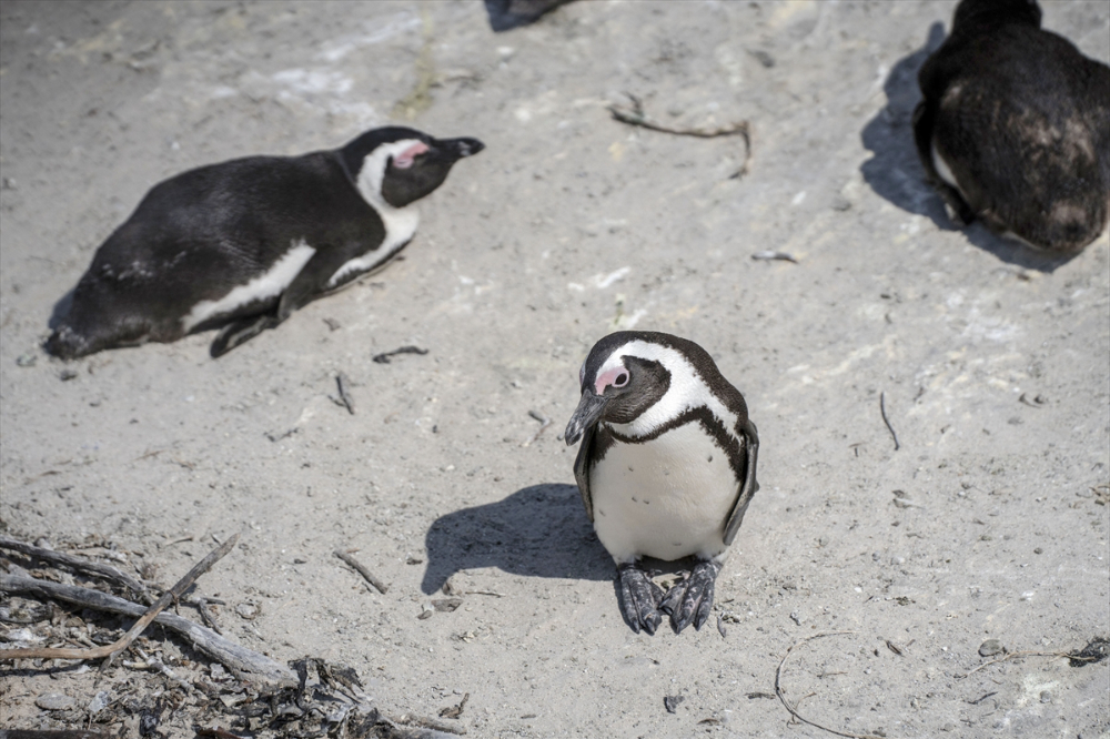 Nesli tükenme tehlikesi altındaki Afrika penguenleri