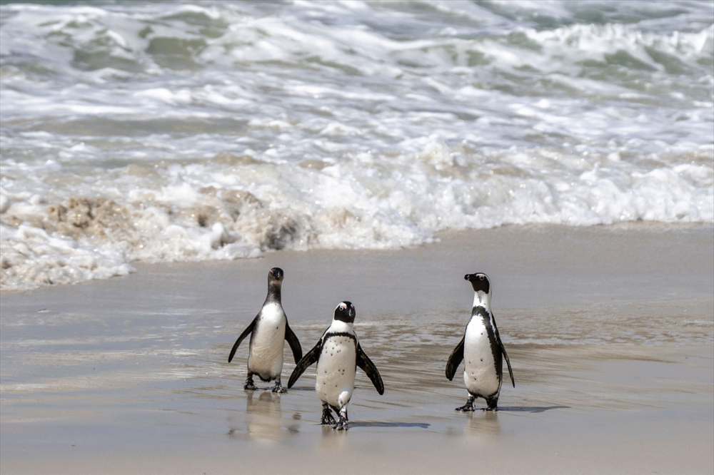 Nesli tükenme tehlikesi altındaki Afrika penguenleri
