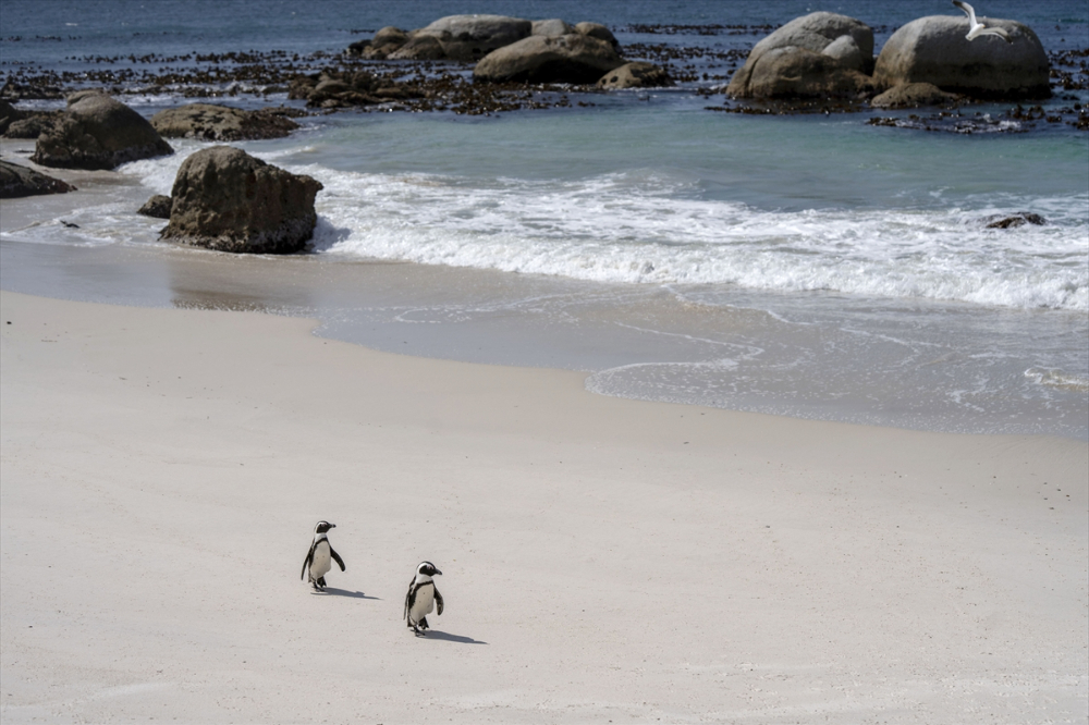 Nesli tükenme tehlikesi altındaki Afrika penguenleri
