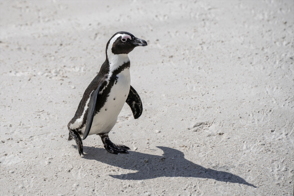 Nesli tükenme tehlikesi altındaki Afrika penguenleri