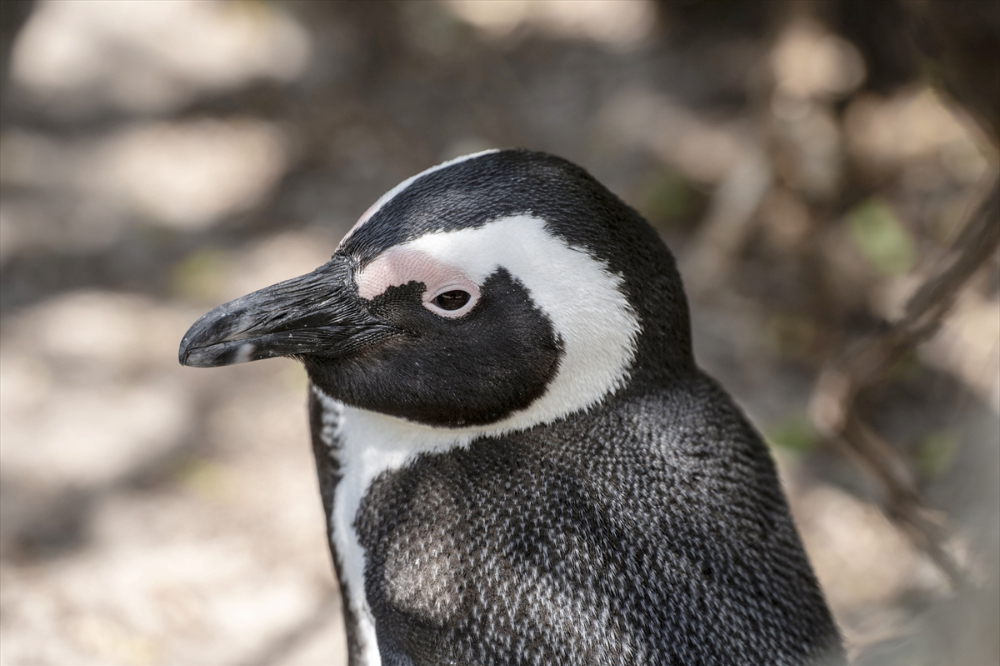 Nesli tükenme tehlikesi altındaki Afrika penguenleri