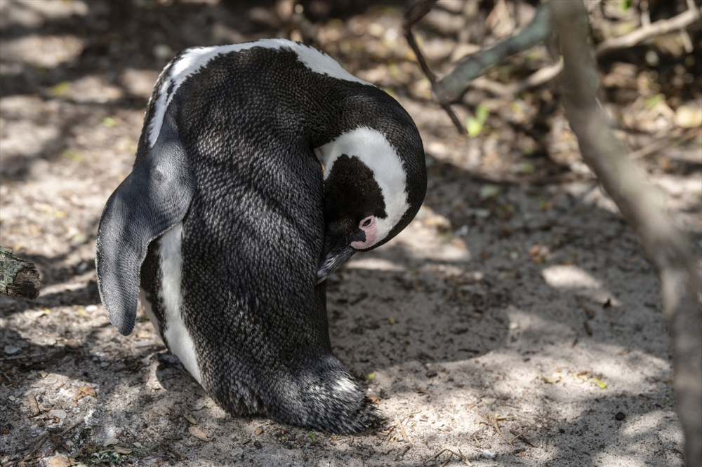 Nesli tükenme tehlikesi altındaki Afrika penguenleri