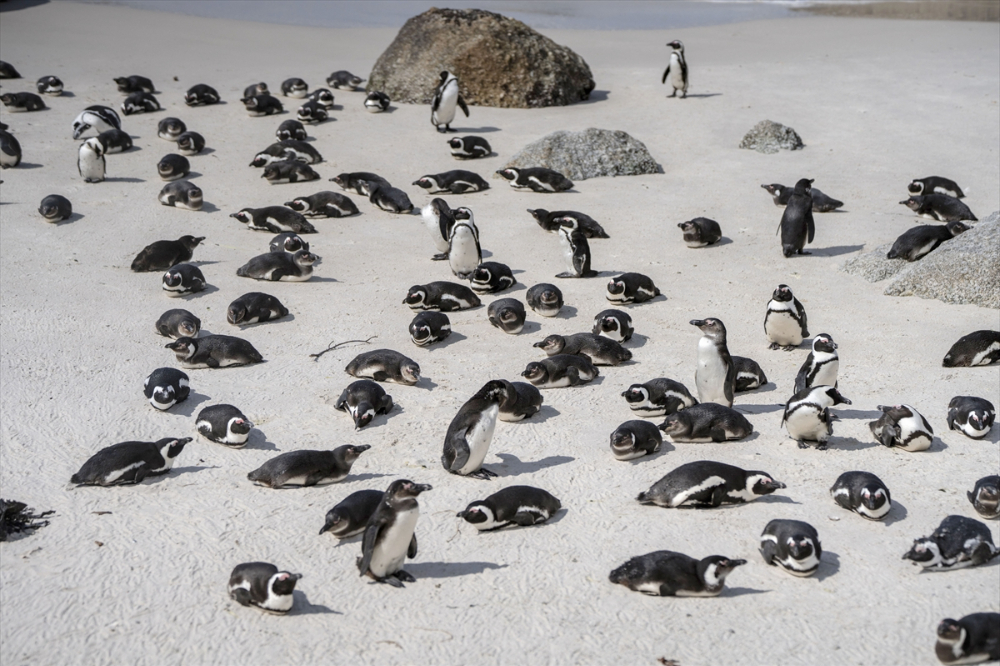 Nesli tükenme tehlikesi altındaki Afrika penguenleri