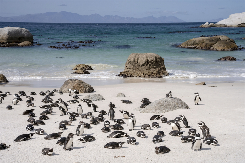 Nesli tükenme tehlikesi altındaki Afrika penguenleri