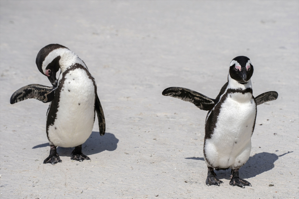 Nesli tükenme tehlikesi altındaki Afrika penguenleri