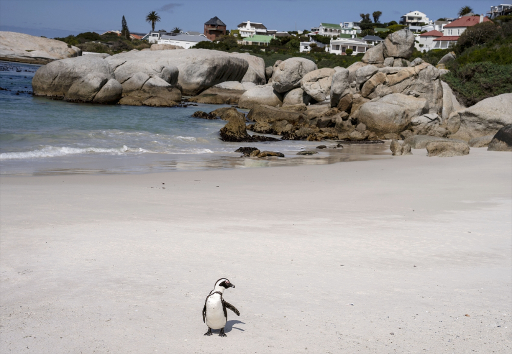 Nesli tükenme tehlikesi altındaki Afrika penguenleri