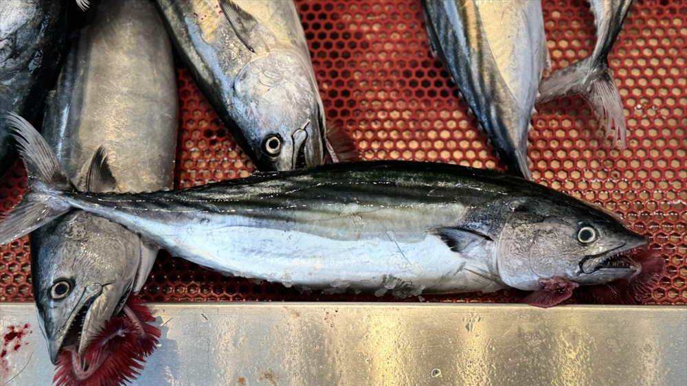 Palamut avında bu sezon bolluk yaşanıyor