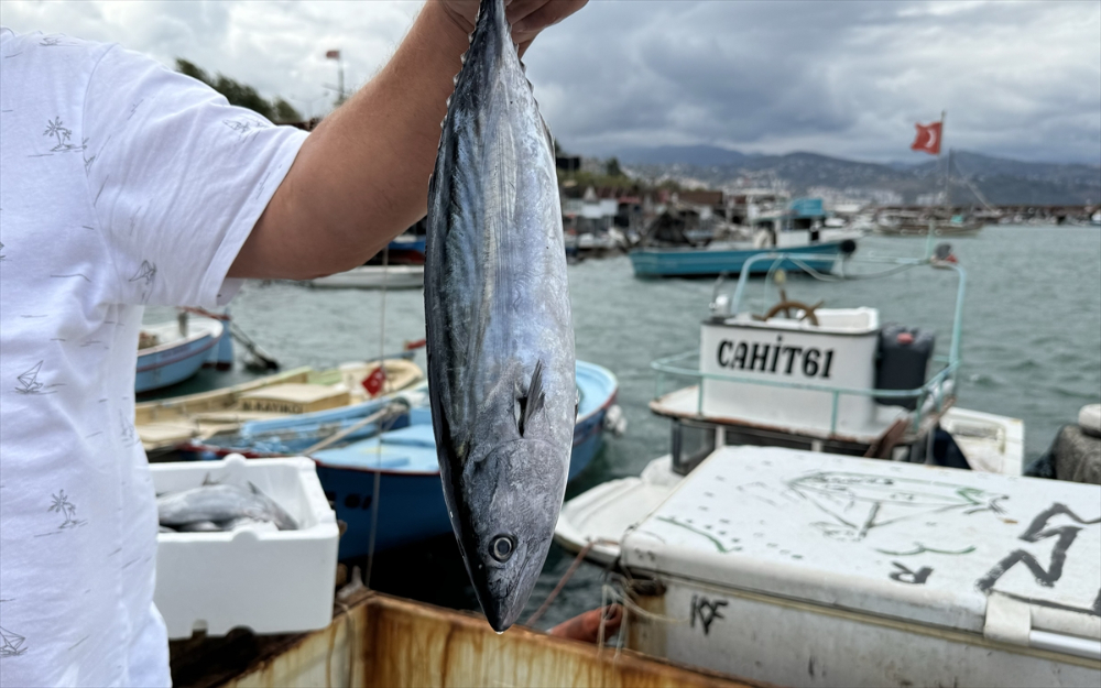 Palamut avında bu sezon bolluk yaşanıyor