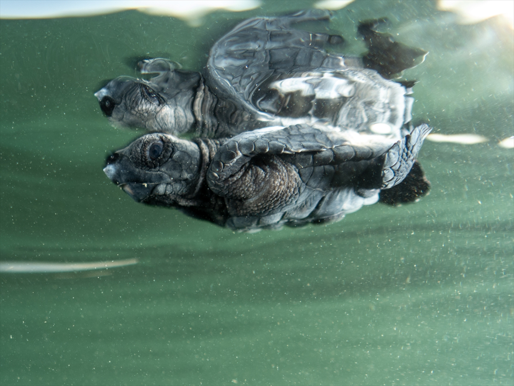 Antalya'da caretta caretta yavrularının yuvalarından çıkışı görüntülendi