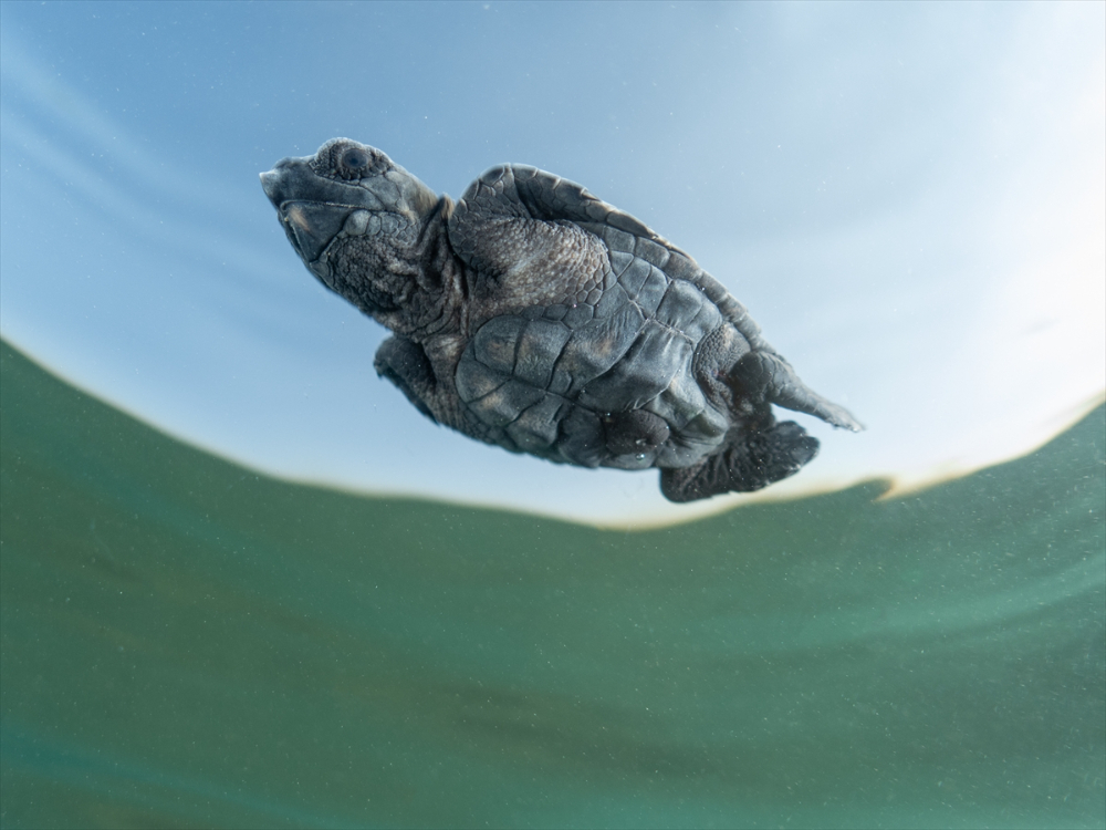 Antalya'da caretta caretta yavrularının yuvalarından çıkışı görüntülendi
