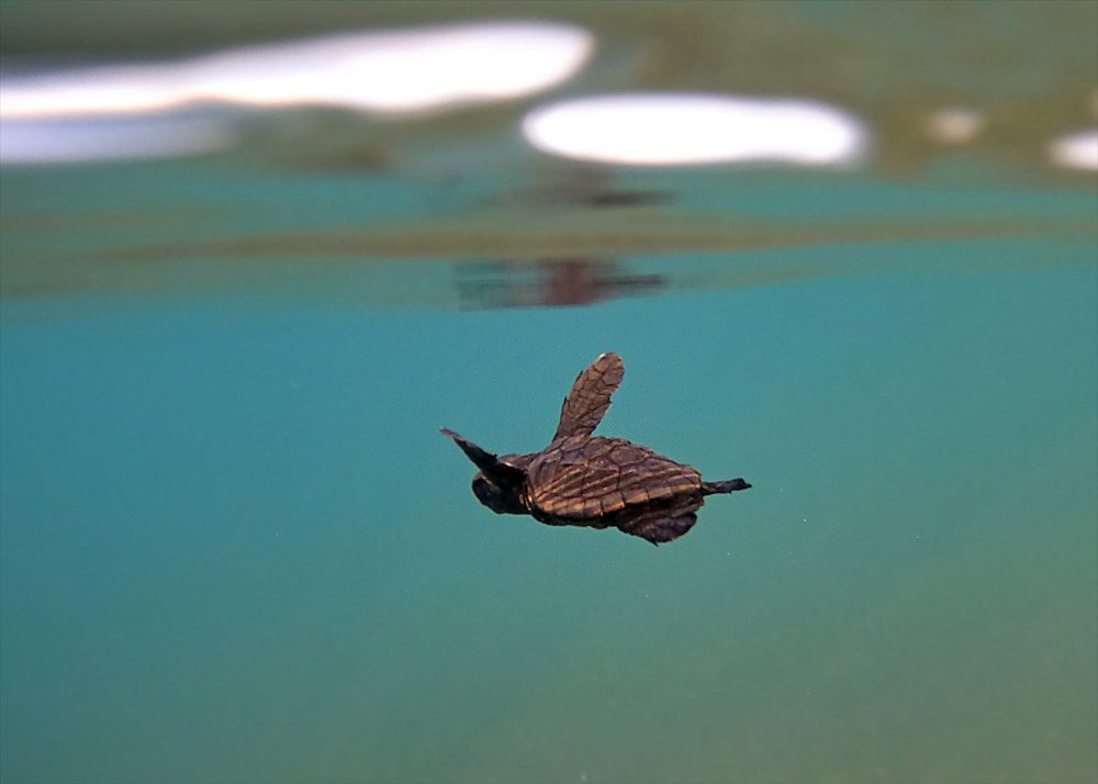 Antalya'da caretta caretta yavrularının yuvalarından çıkışı görüntülendi