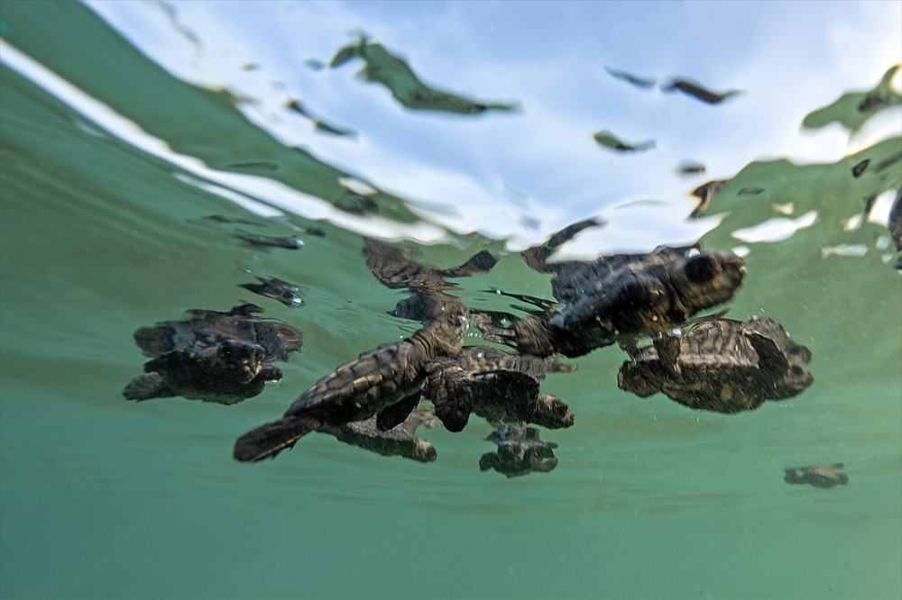 Antalya'da caretta caretta yavrularının yuvalarından çıkışı görüntülendi