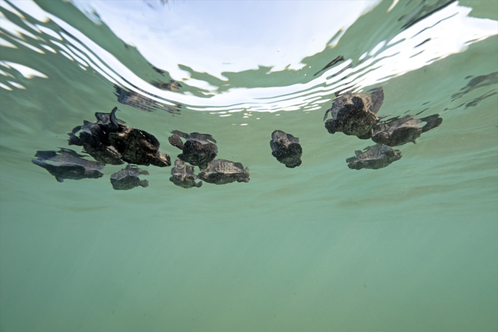 Antalya'da caretta caretta yavrularının yuvalarından çıkışı görüntülendi