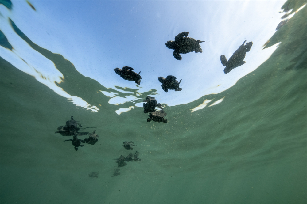 Antalya'da caretta caretta yavrularının yuvalarından çıkışı görüntülendi