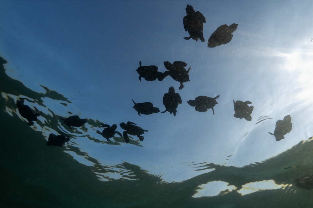 Antalya'da caretta caretta yavrularının yuvalarından çıkışı görüntülendi