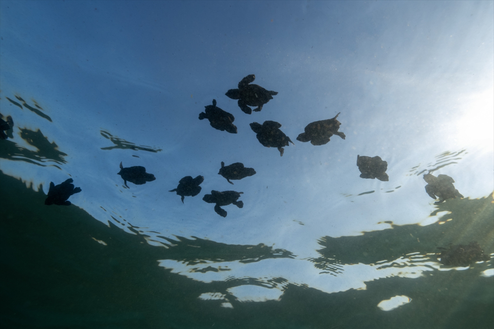 Antalya'da caretta caretta yavrularının yuvalarından çıkışı görüntülendi