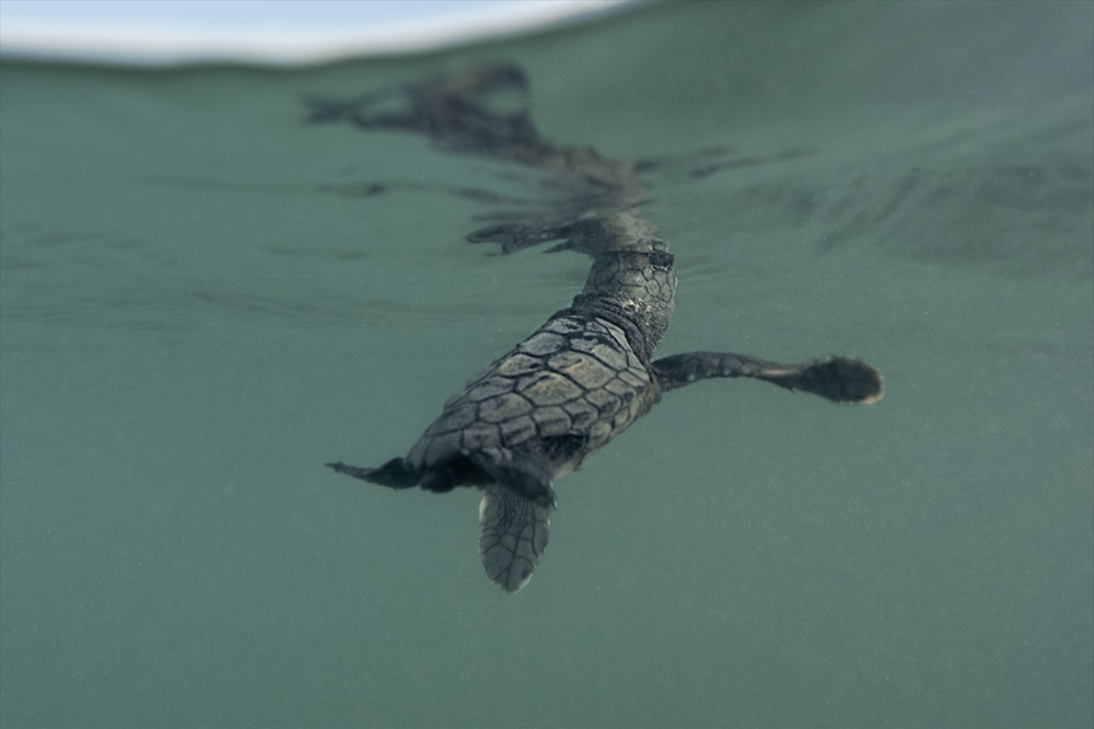 Antalya'da caretta caretta yavrularının yuvalarından çıkışı görüntülendi