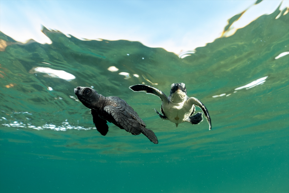 Antalya'da caretta caretta yavrularının yuvalarından çıkışı görüntülendi