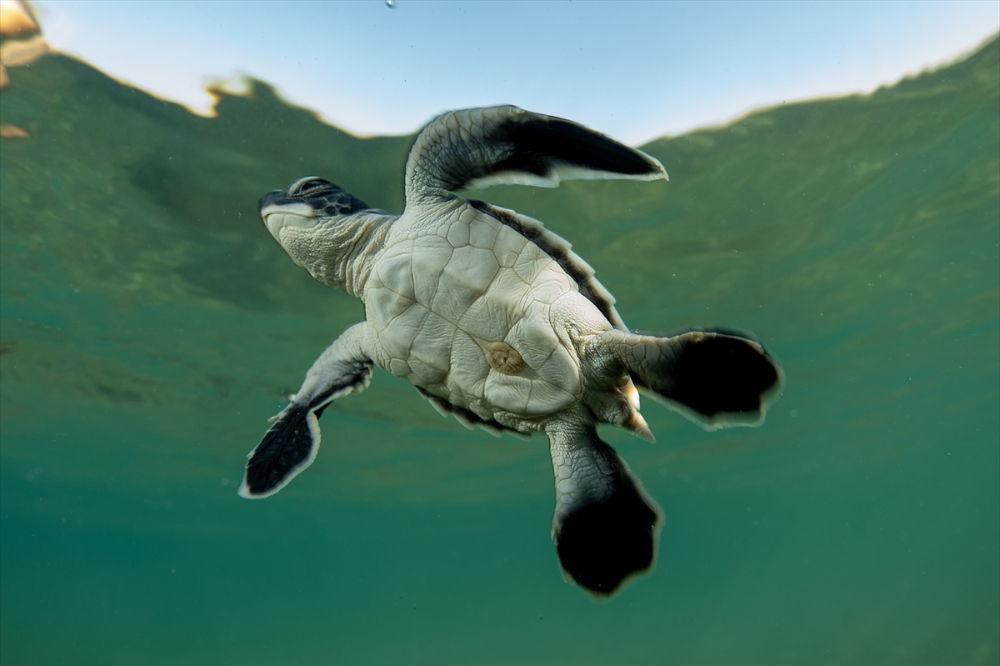 Antalya'da caretta caretta yavrularının yuvalarından çıkışı görüntülendi