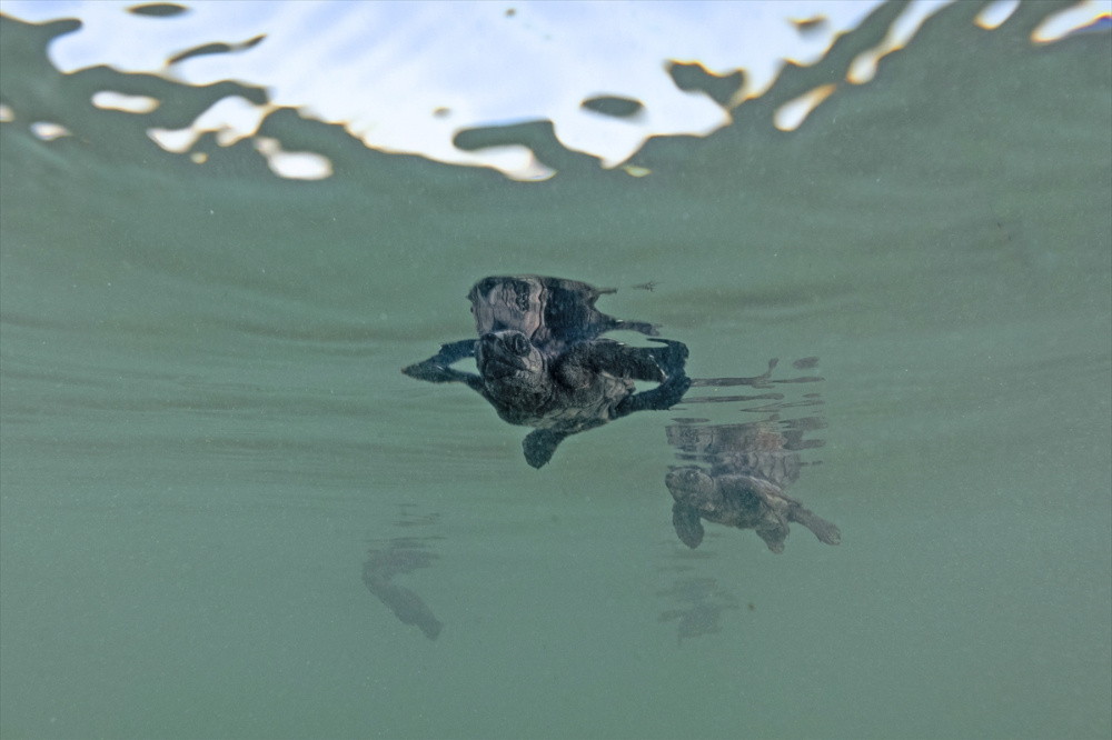 Antalya'da caretta caretta yavrularının yuvalarından çıkışı görüntülendi