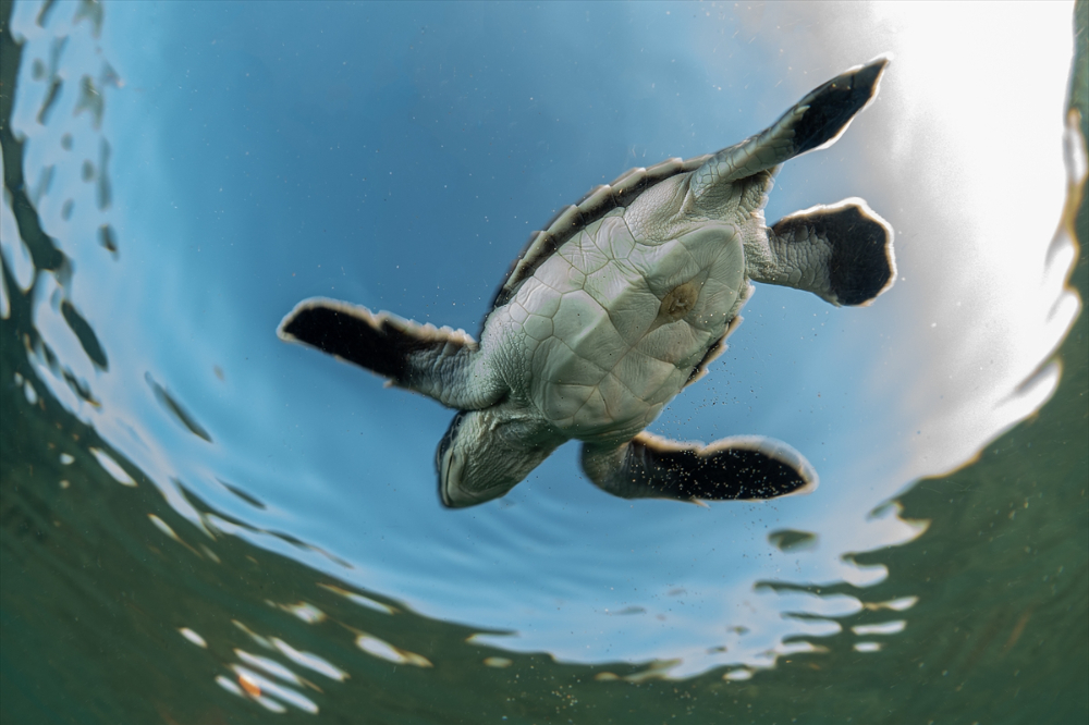 Antalya'da caretta caretta yavrularının yuvalarından çıkışı görüntülendi