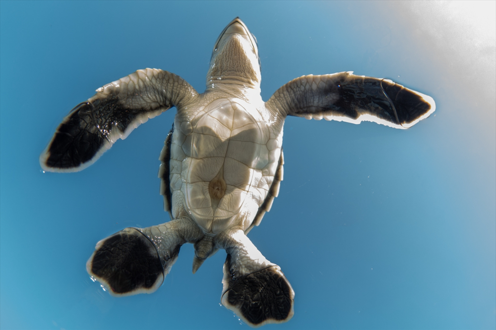 Antalya'da caretta caretta yavrularının yuvalarından çıkışı görüntülendi