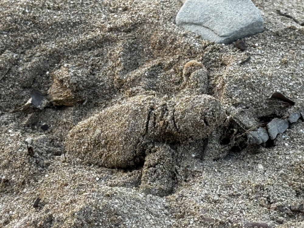 Antalya'da caretta caretta yavrularının yuvalarından çıkışı görüntülendi
