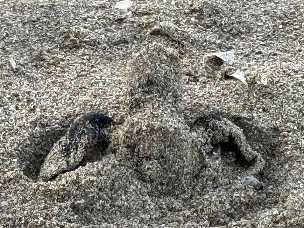 Antalya'da caretta caretta yavrularının yuvalarından çıkışı görüntülendi