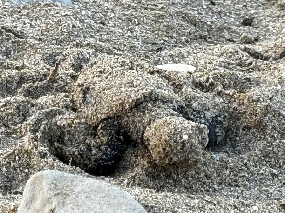 Antalya'da caretta caretta yavrularının yuvalarından çıkışı görüntülendi