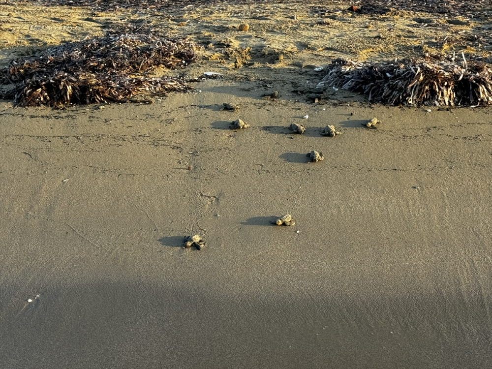 Antalya'da caretta caretta yavrularının yuvalarından çıkışı görüntülendi