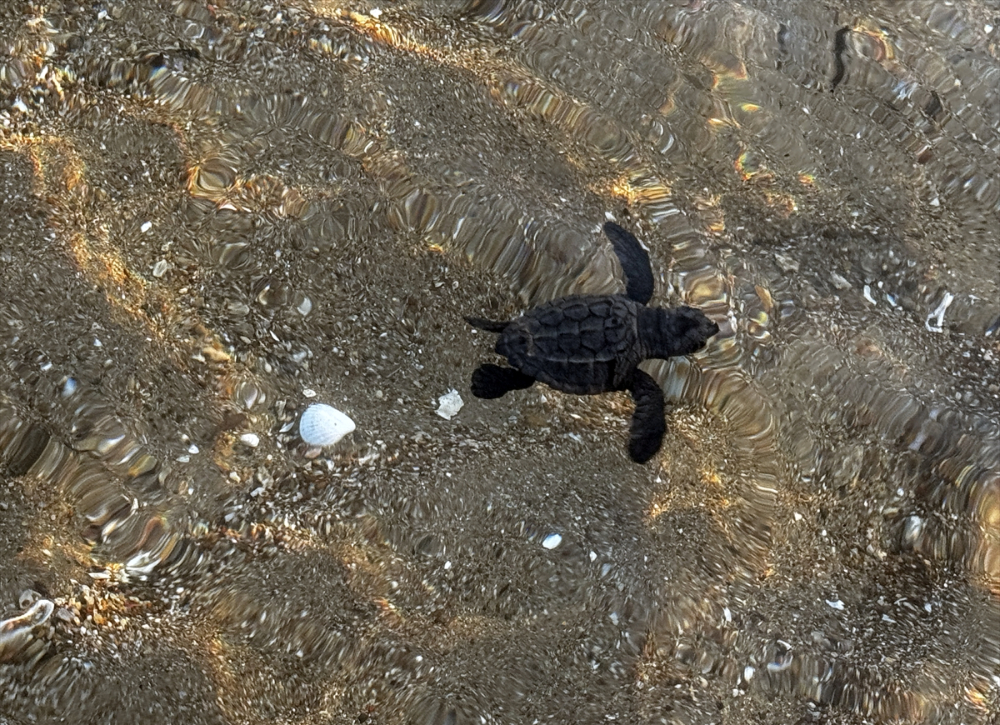 Antalya'da caretta caretta yavrularının yuvalarından çıkışı görüntülendi