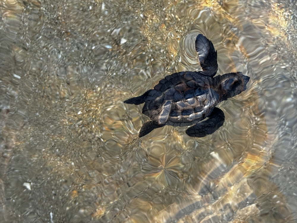 Antalya'da caretta caretta yavrularının yuvalarından çıkışı görüntülendi