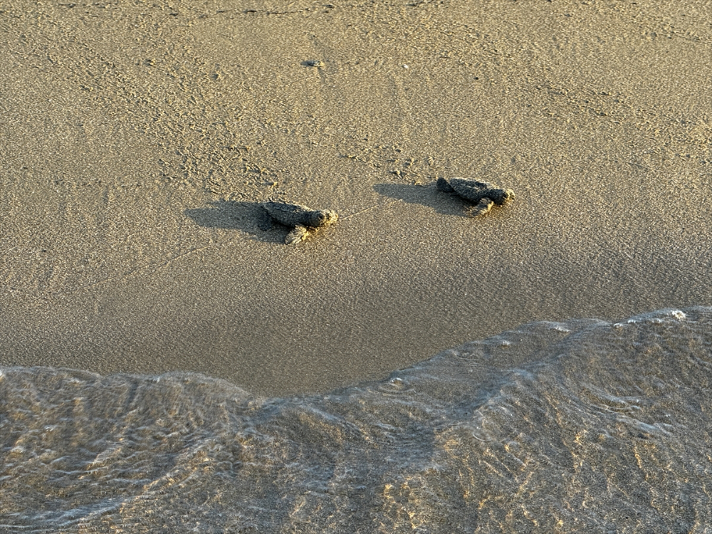 Antalya'da caretta caretta yavrularının yuvalarından çıkışı görüntülendi