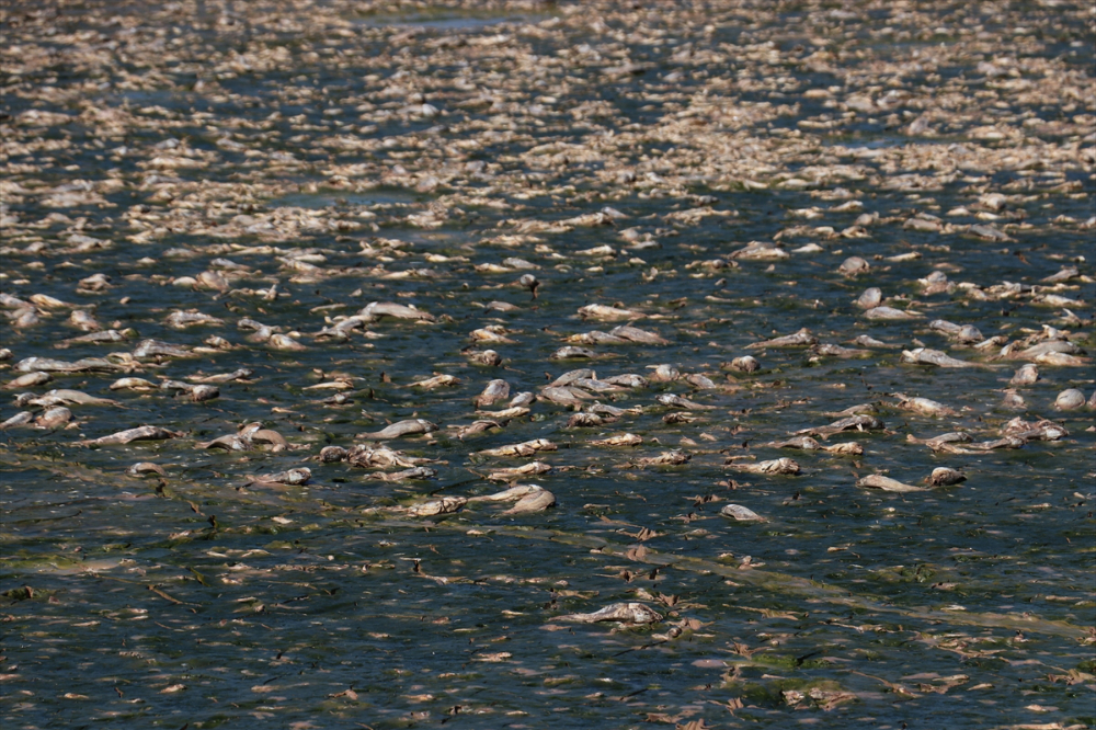 Kilis'te sulama göletinde sular çekilince balık ölümleri yaşandı