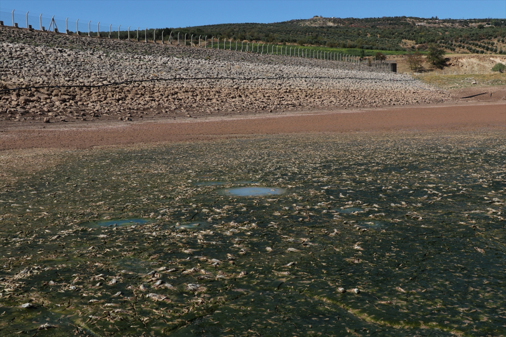 Kilis'te sulama göletinde sular çekilince balık ölümleri yaşandı