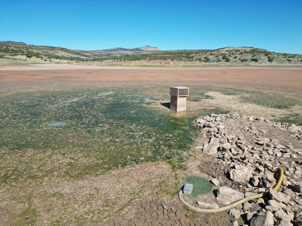 Kilis'te sulama göletinde sular çekilince balık ölümleri yaşandı