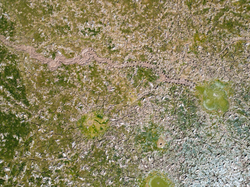 Kilis'te sulama göletinde sular çekilince balık ölümleri yaşandı