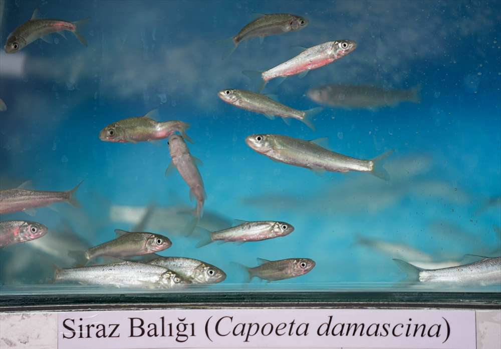 Future Fish Eurasia 2024 Sektörü Buluşturdu