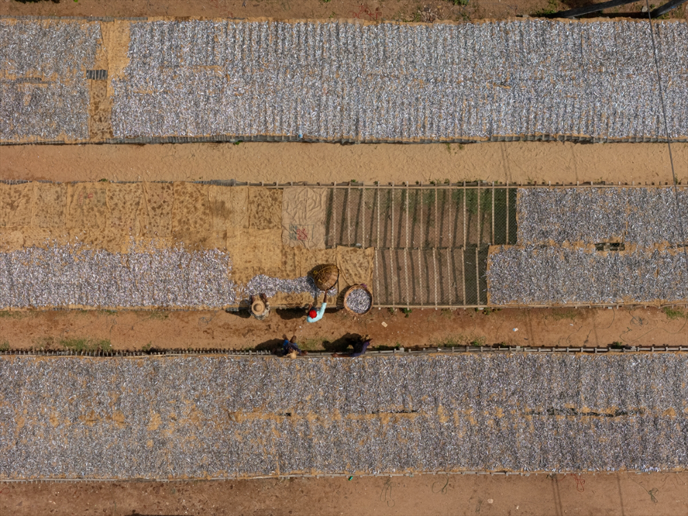 Sri Lanka'da kurutulmuş balık üretimi
