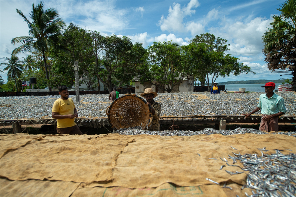 Sri Lanka'da kurutulmuş balık üretimi