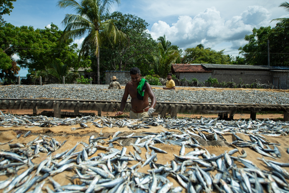 Sri Lanka'da kurutulmuş balık üretimi