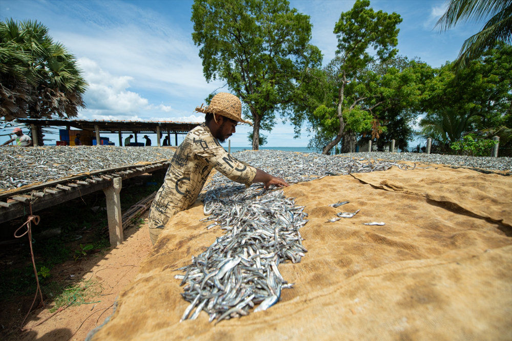 Sri Lanka'da kurutulmuş balık üretimi