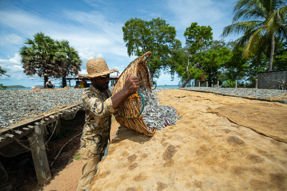 Sri Lanka'da kurutulmuş balık üretimi