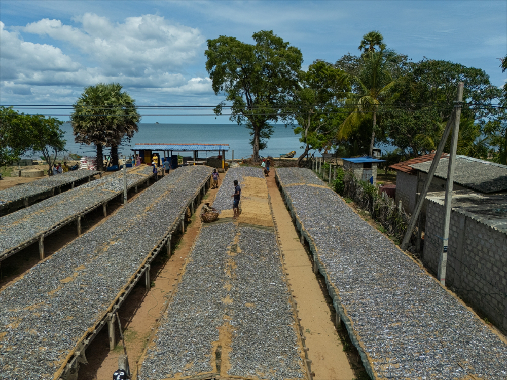 Sri Lanka'da kurutulmuş balık üretimi
