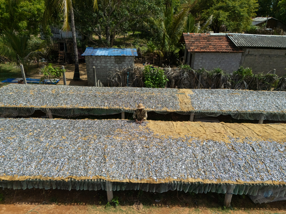 Sri Lanka'da kurutulmuş balık üretimi