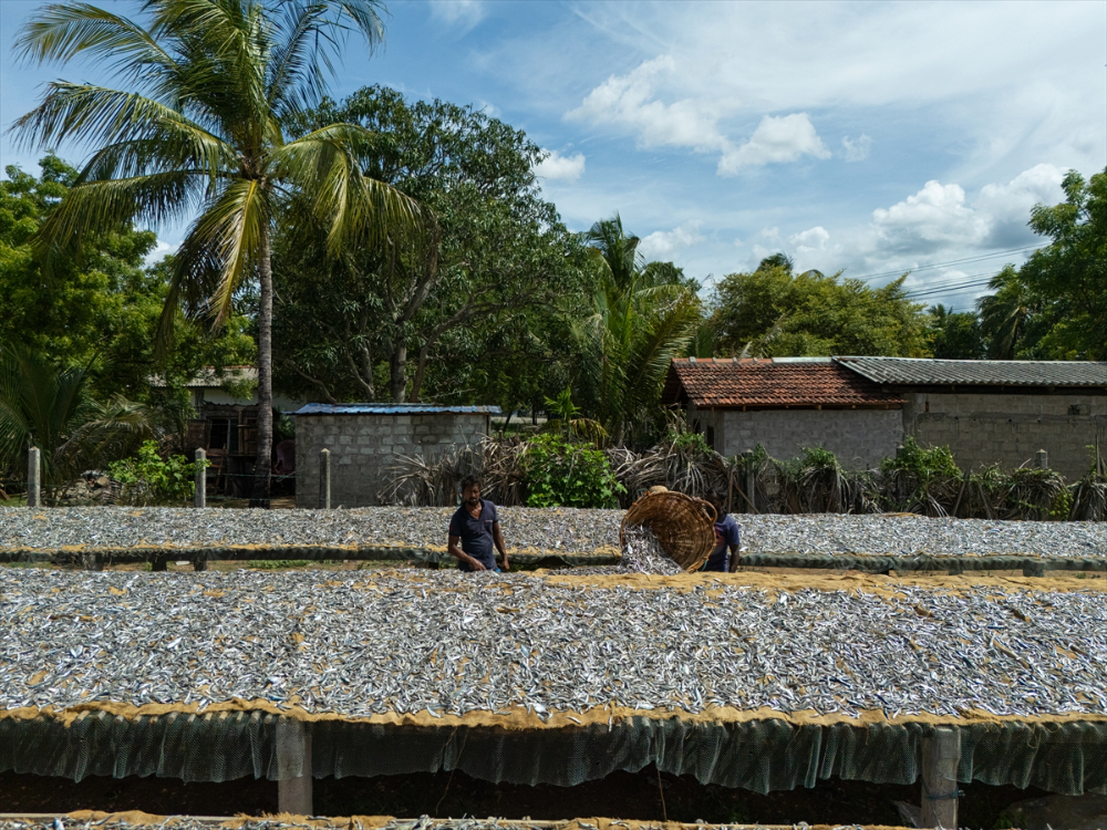 Sri Lanka'da kurutulmuş balık üretimi