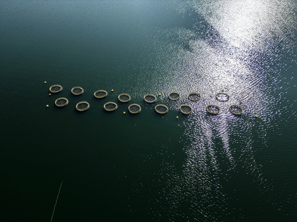 Duhok'taki Irak'ın en büyük balık tesisinde yıllık 1000 ton balık eti üretiliyor