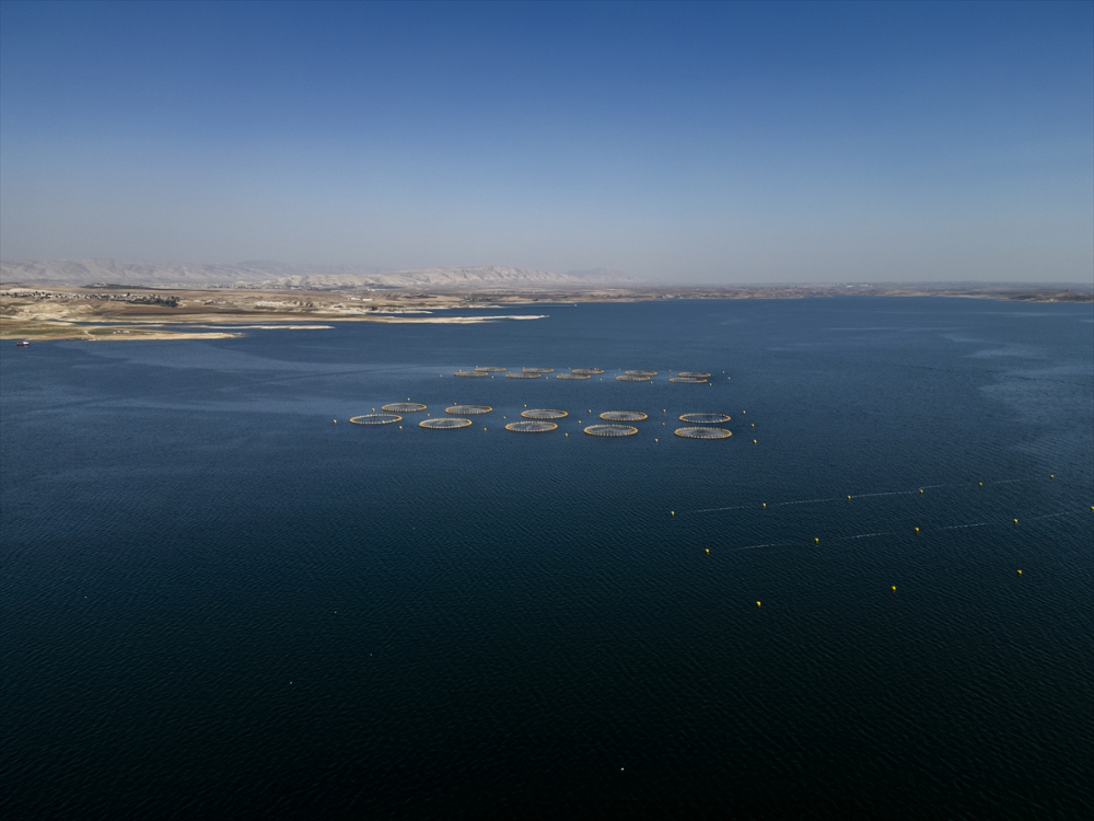 Duhok'taki Irak'ın en büyük balık tesisinde yıllık 1000 ton balık eti üretiliyor