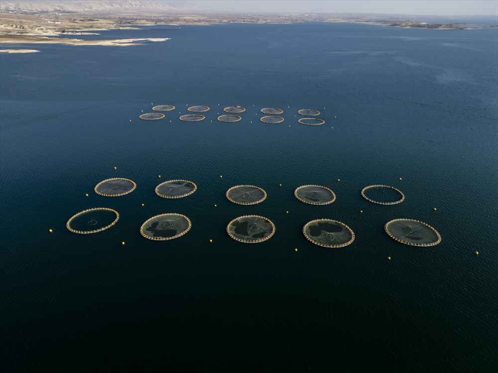 Duhok'taki Irak'ın en büyük balık tesisinde yıllık 1000 ton balık eti üretiliyor